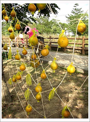 2007雲林古坑柳丁嘉年華 2007雲林古坑柳丁嘉年華
