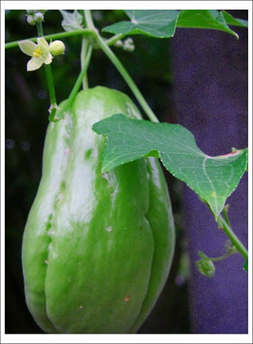 從桃園台茂購物中心到嘉義中埔(2009.9.9一張照片登上奇 從桃園台茂購物中心到嘉義中埔(2009.9.9一張照片登上奇