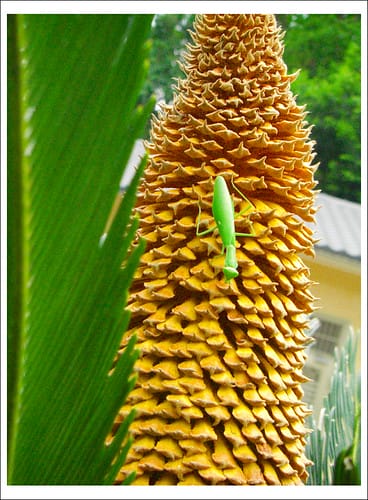 從桃園台茂購物中心到嘉義中埔(2009.9.9一張照片登上奇 從桃園台茂購物中心到嘉義中埔(2009.9.9一張照片登上奇