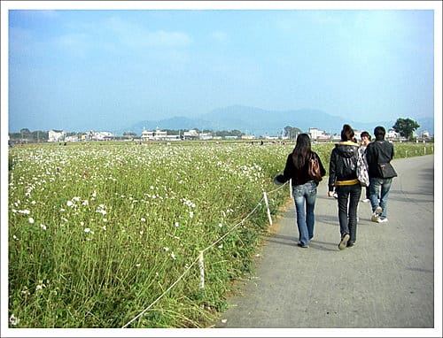 2009台中新社花海節 2009台中新社花海節