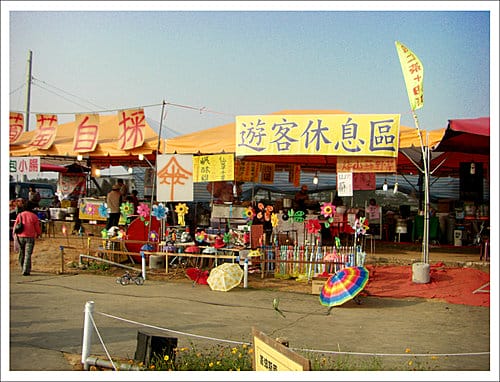 2009台中新社花海節 2009台中新社花海節