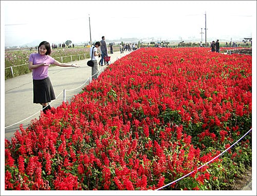 2009台中新社花海節 2009台中新社花海節