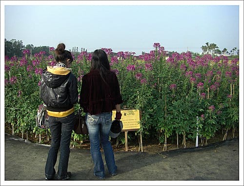 2009台中新社花海節 2009台中新社花海節