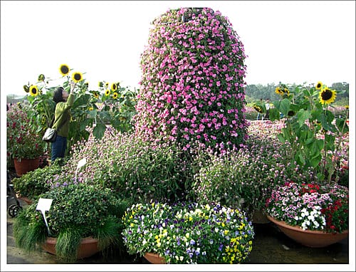 2009台中新社花海節 2009台中新社花海節