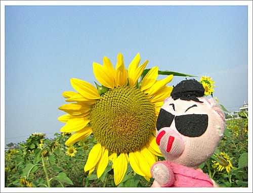 2009台中新社花海節 2009台中新社花海節