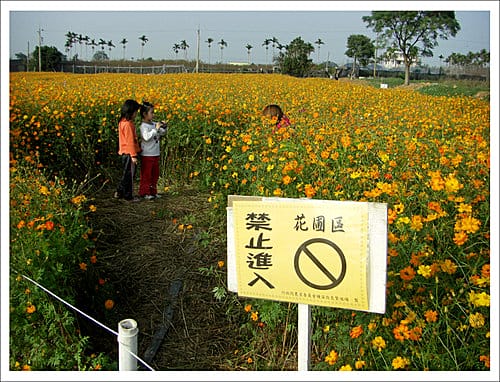 2009台中新社花海節 2009台中新社花海節