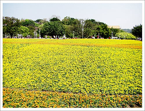 全民瘋花博,搶搭台北花博末班車成功! 全民瘋花博,搶搭台北花博末班車成功!