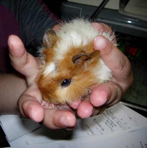 我家的兩隻天竺鼠寵物
