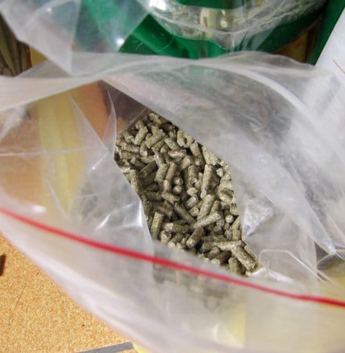 我家的兩隻天竺鼠寵物 我家的兩隻天竺鼠寵物
