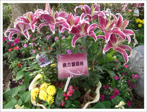2012雲林古坑花卉研究中心春節賞花趣 2012雲林古坑花卉研究中心春節賞花趣