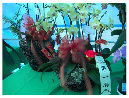 2012雲林古坑花卉研究中心春節賞花趣 2012雲林古坑花卉研究中心春節賞花趣