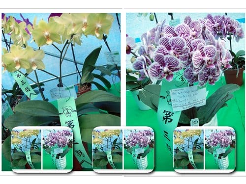 2012雲林古坑花卉研究中心春節賞花趣 2012雲林古坑花卉研究中心春節賞花趣