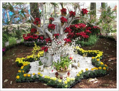 2012雲林古坑花卉研究中心春節賞花趣 2012雲林古坑花卉研究中心春節賞花趣