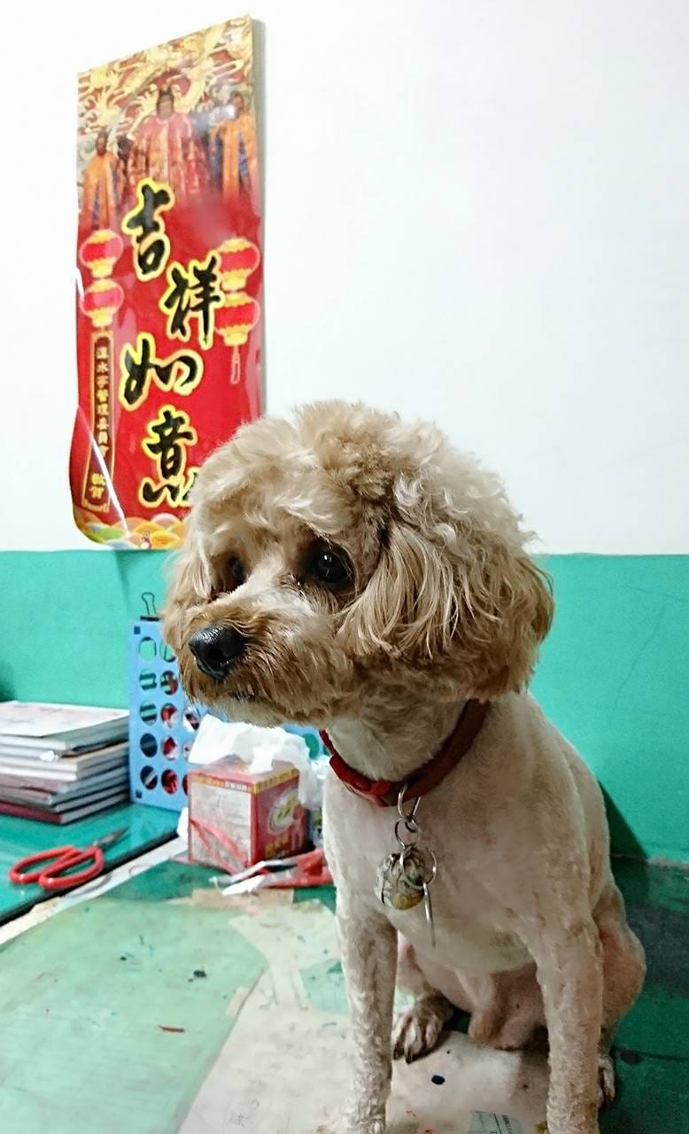 【寵物日誌】我們家的紅貴賓巴小旺實在太可愛啦!一起看看牠超萌 【寵物日誌】我們家的紅貴賓巴小旺實在太可愛啦!一起看看牠超萌