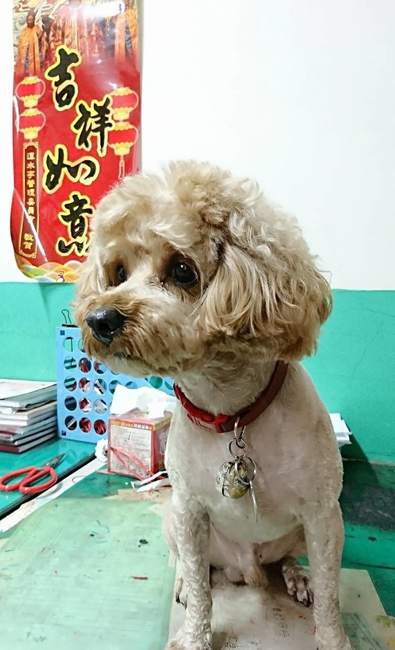【寵物日誌】我們家的紅貴賓巴小旺實在太可愛啦!一起看看牠超萌 【寵物日誌】我們家的紅貴賓巴小旺實在太可愛啦!一起看看牠超萌