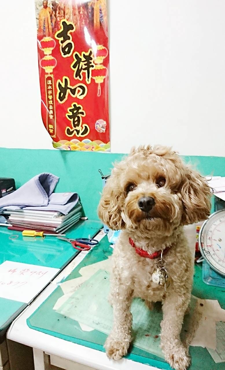 【寵物日誌】我們家的紅貴賓巴小旺實在太可愛啦!一起看看牠超萌 【寵物日誌】我們家的紅貴賓巴小旺實在太可愛啦!一起看看牠超萌