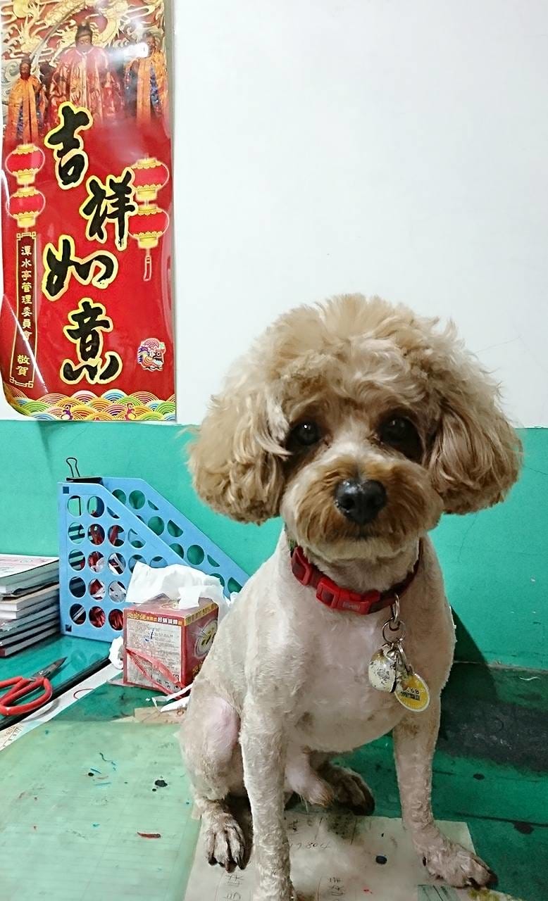 【寵物日誌】我們家的紅貴賓巴小旺實在太可愛啦!一起看看牠超萌 【寵物日誌】我們家的紅貴賓巴小旺實在太可愛啦!一起看看牠超萌