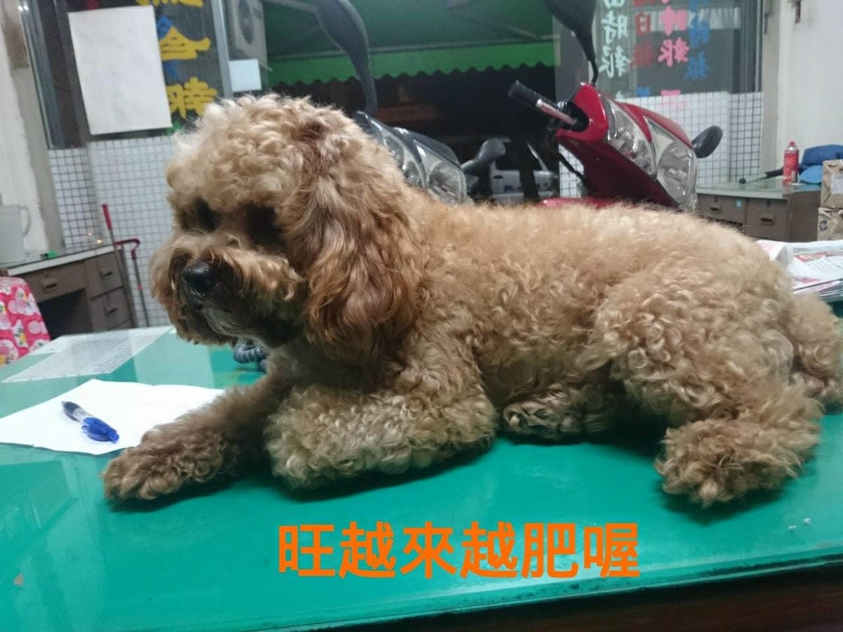 【寵物日誌】我們家的紅貴賓巴小旺實在太可愛啦!一起看看牠超萌 【寵物日誌】我們家的紅貴賓巴小旺實在太可愛啦!一起看看牠超萌