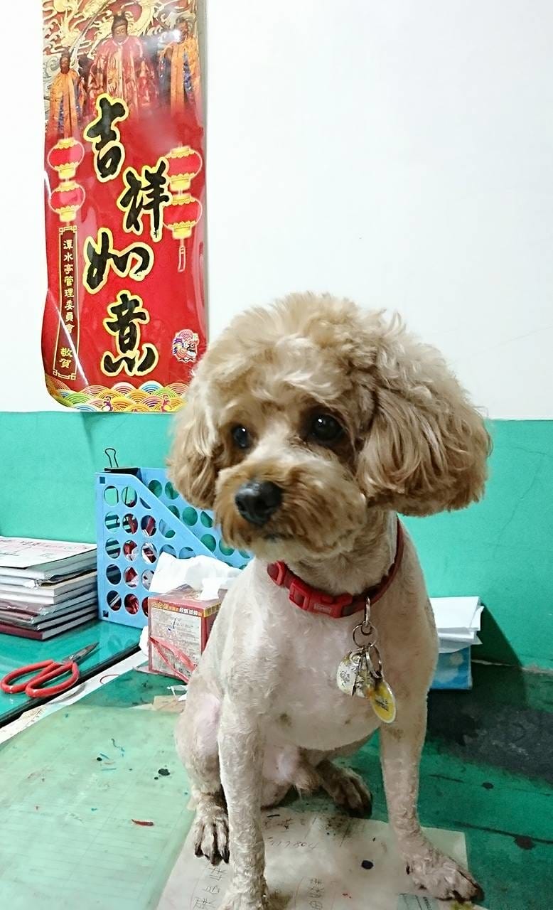 【寵物日誌】我們家的紅貴賓巴小旺實在太可愛啦!一起看看牠超萌 【寵物日誌】我們家的紅貴賓巴小旺實在太可愛啦!一起看看牠超萌