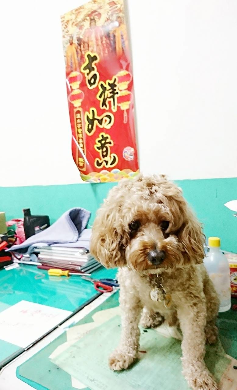 【寵物日誌】我們家的紅貴賓巴小旺實在太可愛啦!一起看看牠超萌 【寵物日誌】我們家的紅貴賓巴小旺實在太可愛啦!一起看看牠超萌