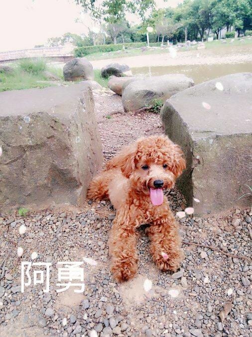 【寵物日誌】紅貴賓巴小旺的狗兒子巴勇樣,比牠的爹地更加卡哇伊