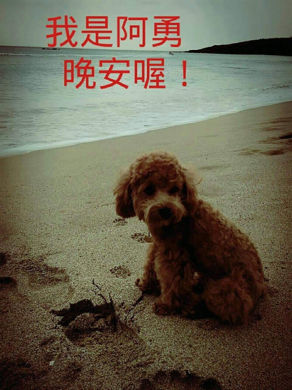 【寵物日誌】紅貴賓巴小旺的狗兒子巴勇樣,比牠的爹地更加卡哇伊