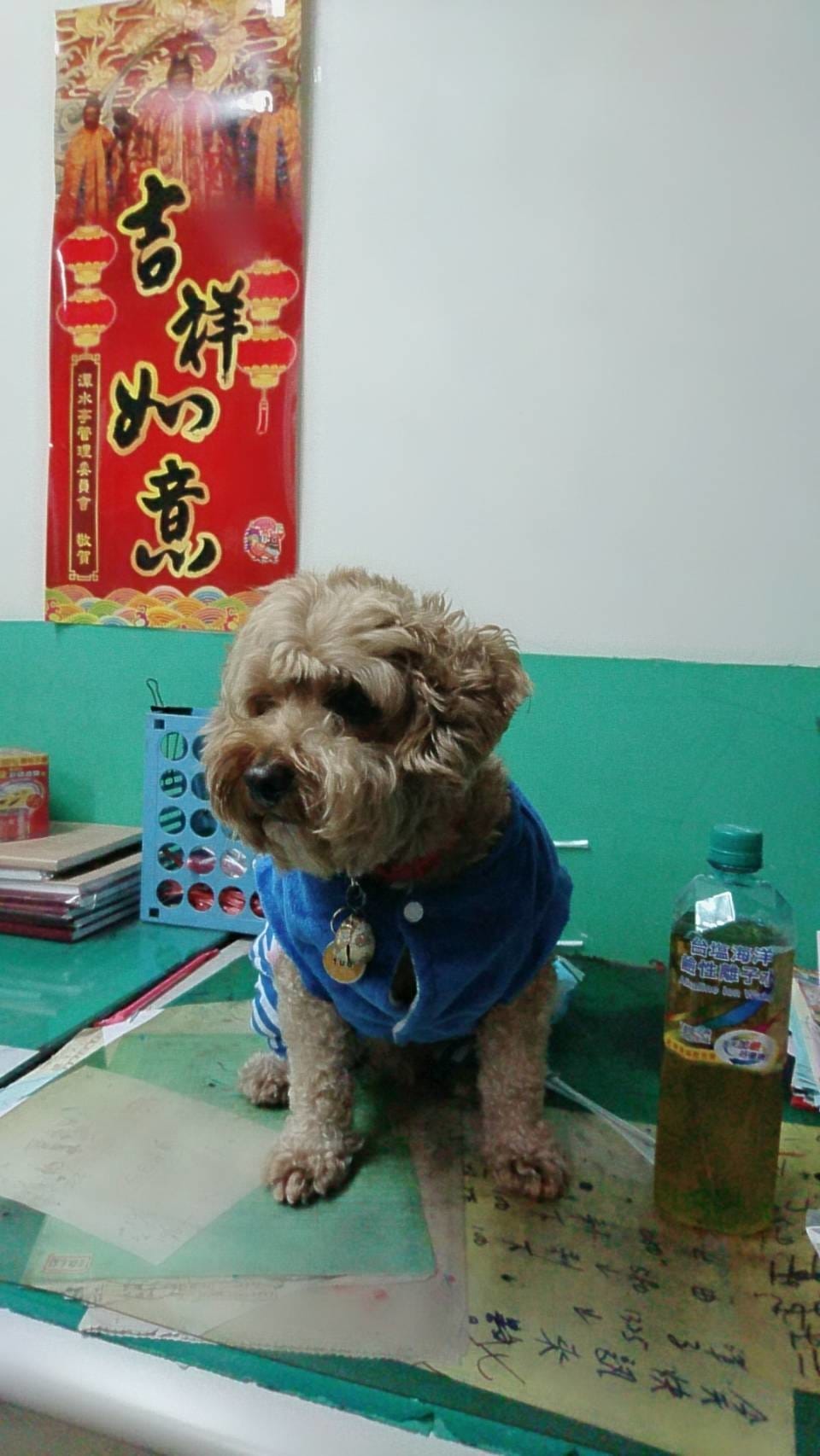 【寵物日誌】可愛的紅貴賓巴小旺再次新裝登場!看看牠水汪汪的大 【寵物日誌】可愛的紅貴賓巴小旺再次新裝登場!看看牠水汪汪的大