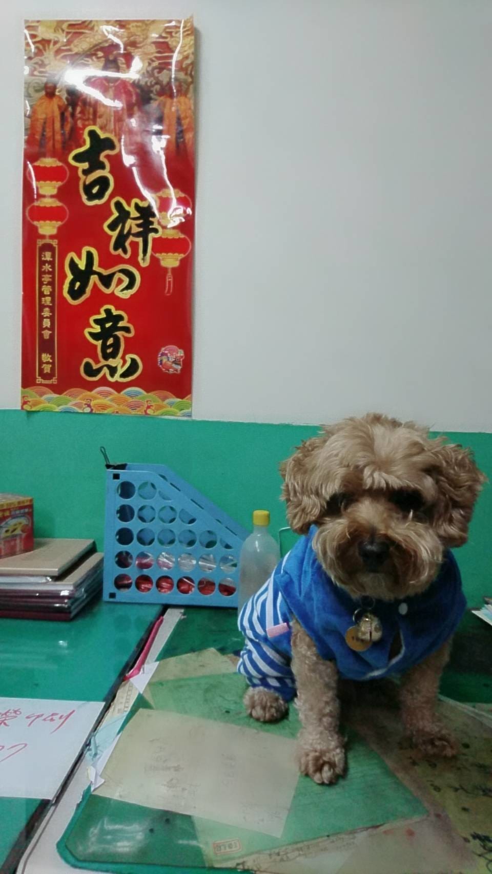 【寵物日誌】可愛的紅貴賓巴小旺再次新裝登場!看看牠水汪汪的大 【寵物日誌】可愛的紅貴賓巴小旺再次新裝登場!看看牠水汪汪的大