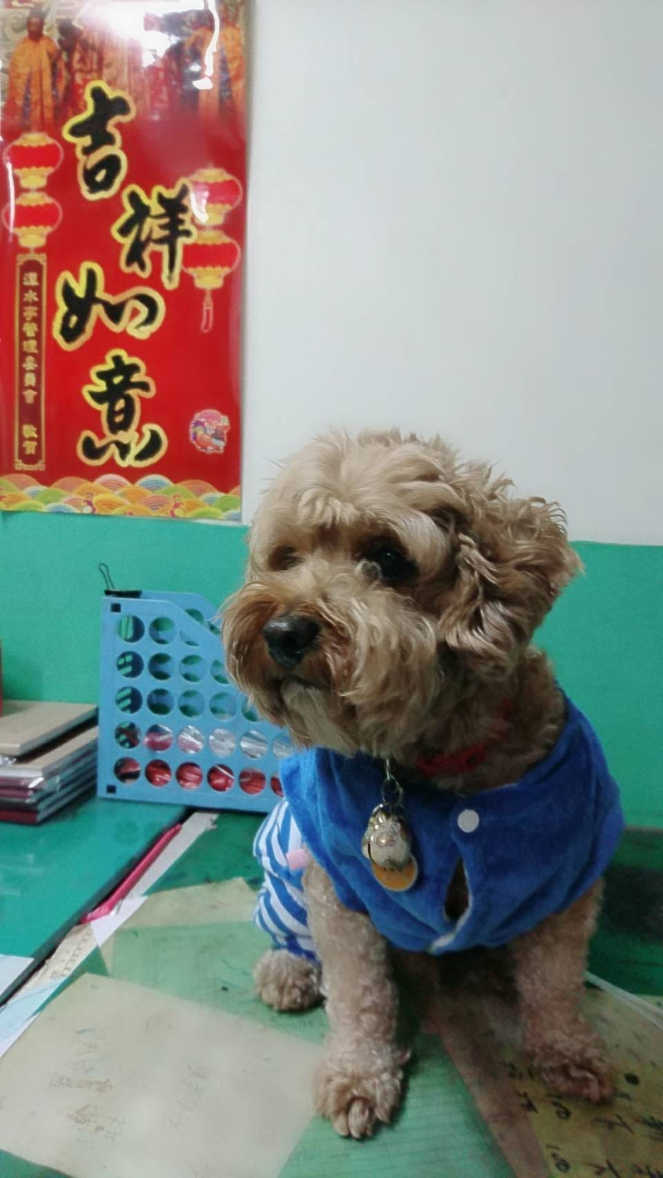 【寵物日誌】可愛的紅貴賓巴小旺再次新裝登場!看看牠水汪汪的大 【寵物日誌】可愛的紅貴賓巴小旺再次新裝登場!看看牠水汪汪的大